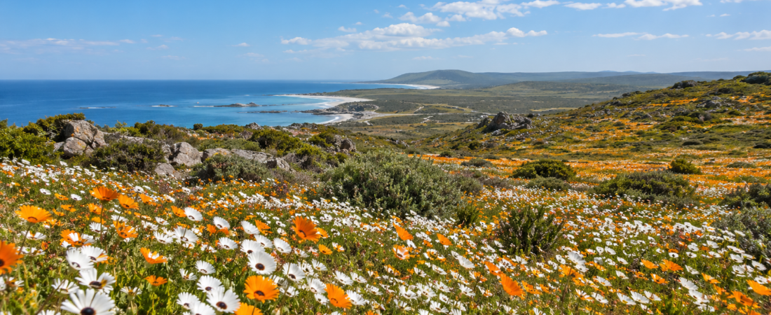 West Coast Flower Season 2026: How to Visit Postberg Before It Closes