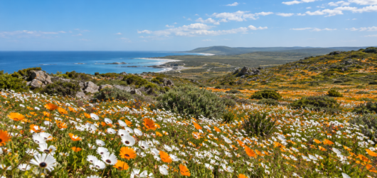 West Coast Flower Season 2026: How to Visit Postberg Before It Closes